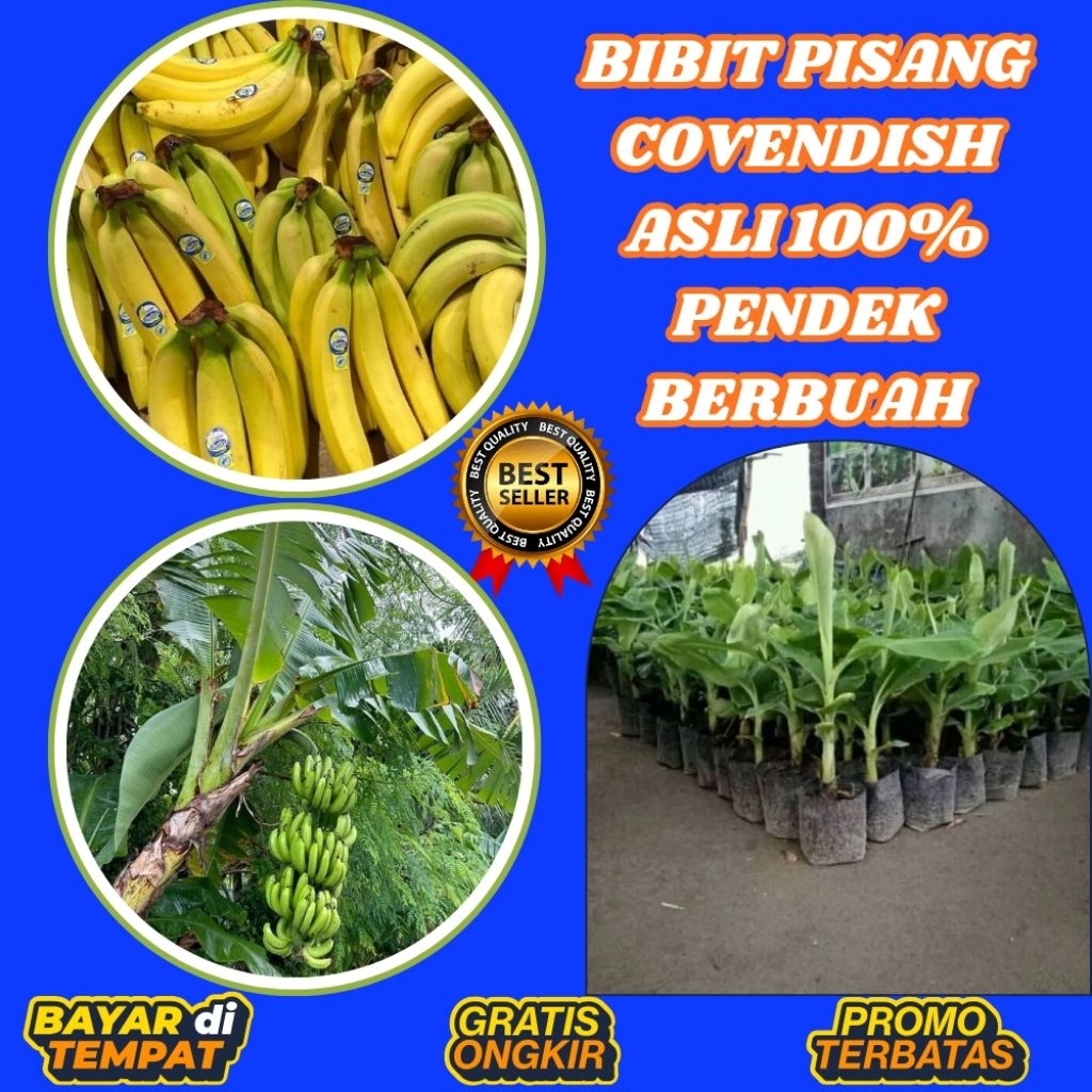 BIBIT BERKUALITAS  Bibit Pisang Cavendish Foto Bibit Pisang Cavendish G9