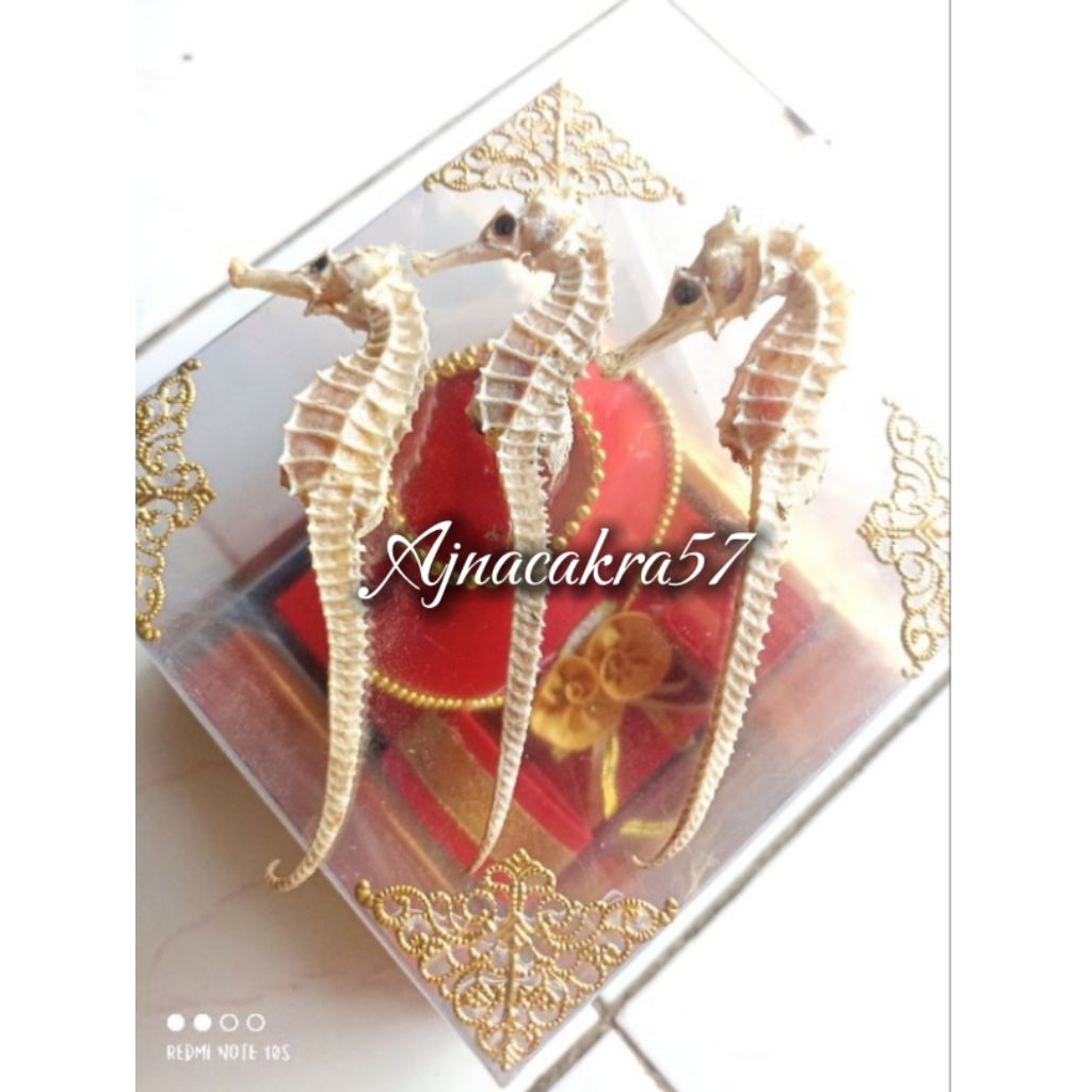 Kuda Laut Kering PUTIH Grade A Super Ukuran jumbo(1Biji)