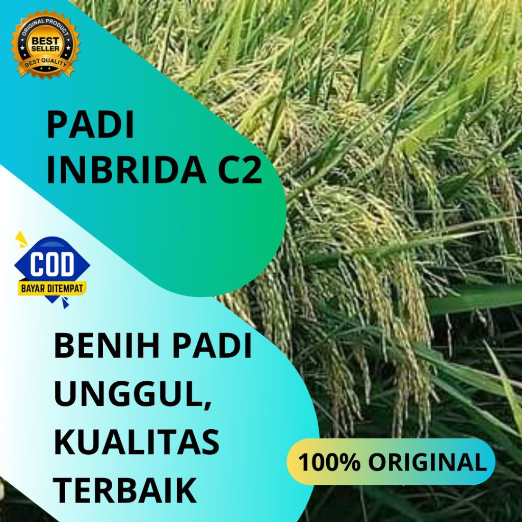BENIH PADI INBRIDA C2 ORIGINAL 5KG
