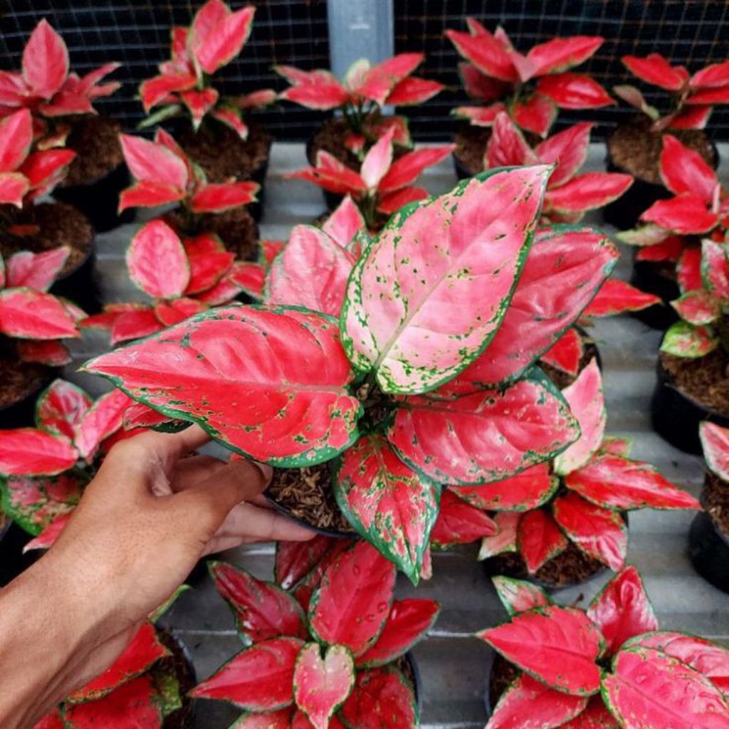 bonggol aglonema red anjani