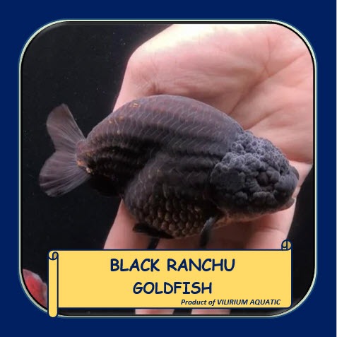IKAN HIAS AIR TAWAR - IKAN MAS KOKI RANCHU HITAM / BLACK RANCHU GOLDFISH (IKAN GOLDFISH)
