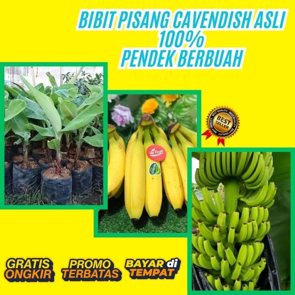 100% ASLI  Bibit Pisang Cavendish Sunpride  Bibit Pisang Cavendish Shopee  Bibit Pisang Cavendish Su