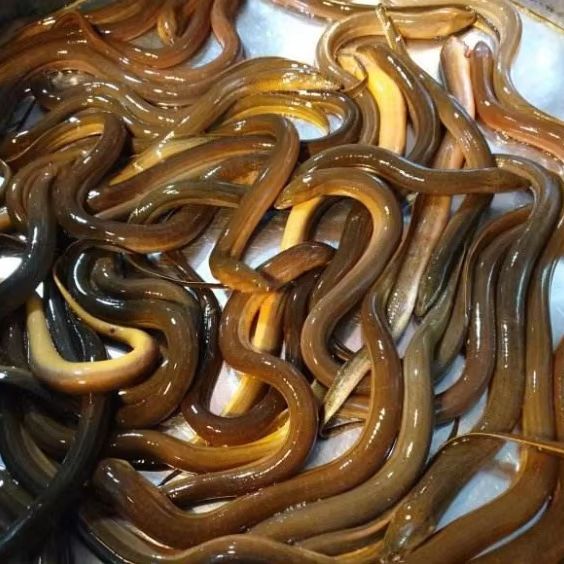 Ikan Belut 1Kg Ikan Belut Hidup Ikan Belut Segar Belut Sawah