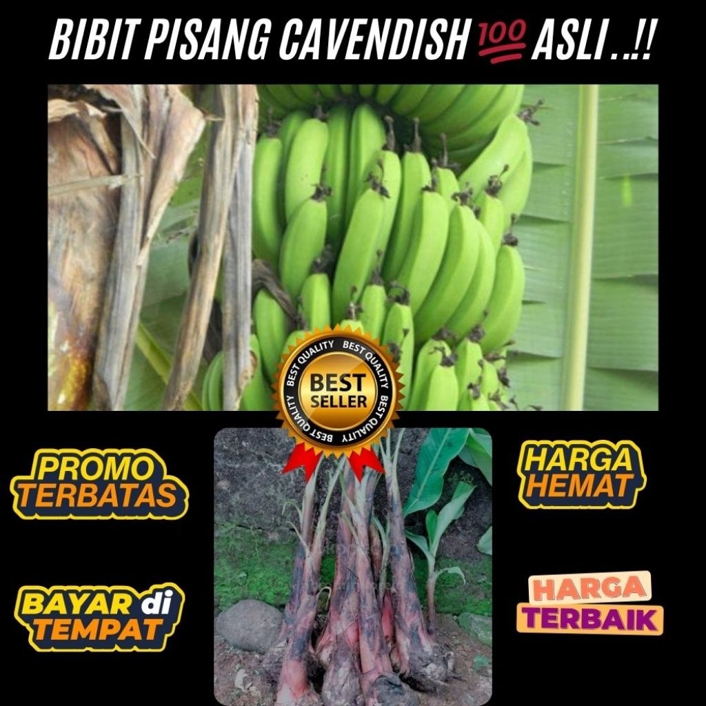 ASLI  Bibit Pisang Cavendish Harga Bibit Pisang Cavendish Kultur Jaringan  Bibit Pisang Cavendish Ku