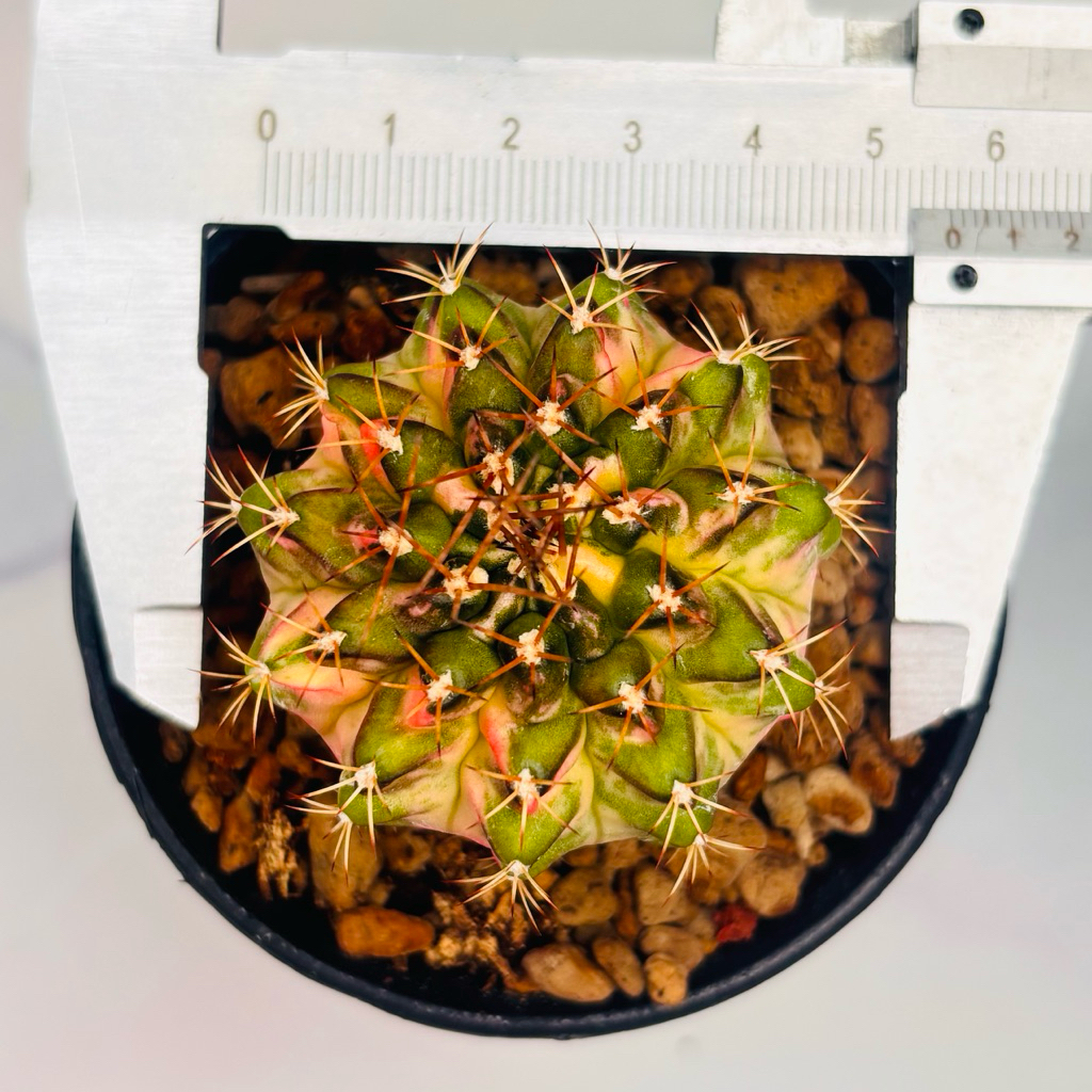 Termurah Kaktus Marble Var Gymno Miha Variegata Gymnocalycium Mihanovichii