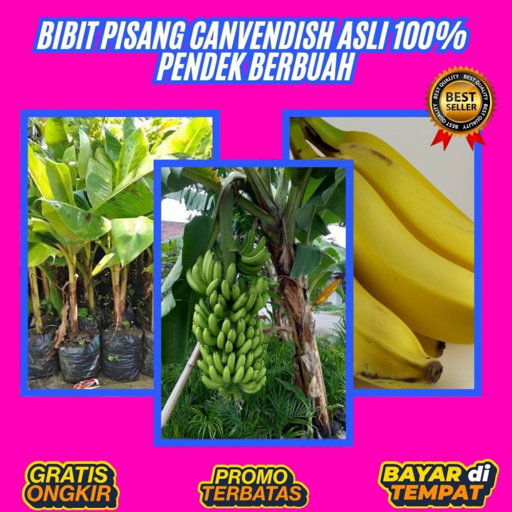 PROMO  Benih Pisang Cavendish Kuning  Benih Pisang Cavendish Mini