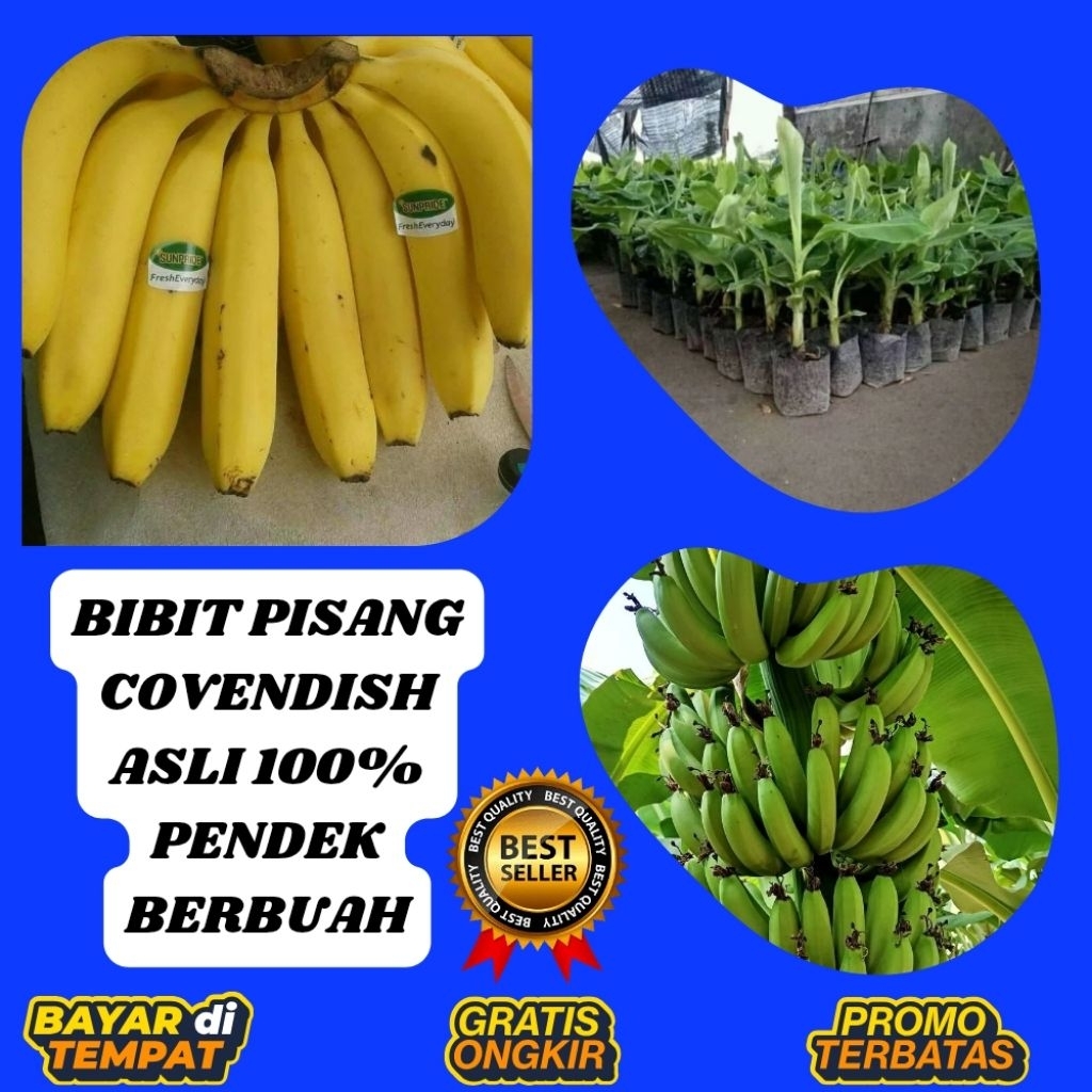 TERPERCAYA  Pohon Pisang Cavendish Pendek  Pohon Pisang Cavendish Sunpride
