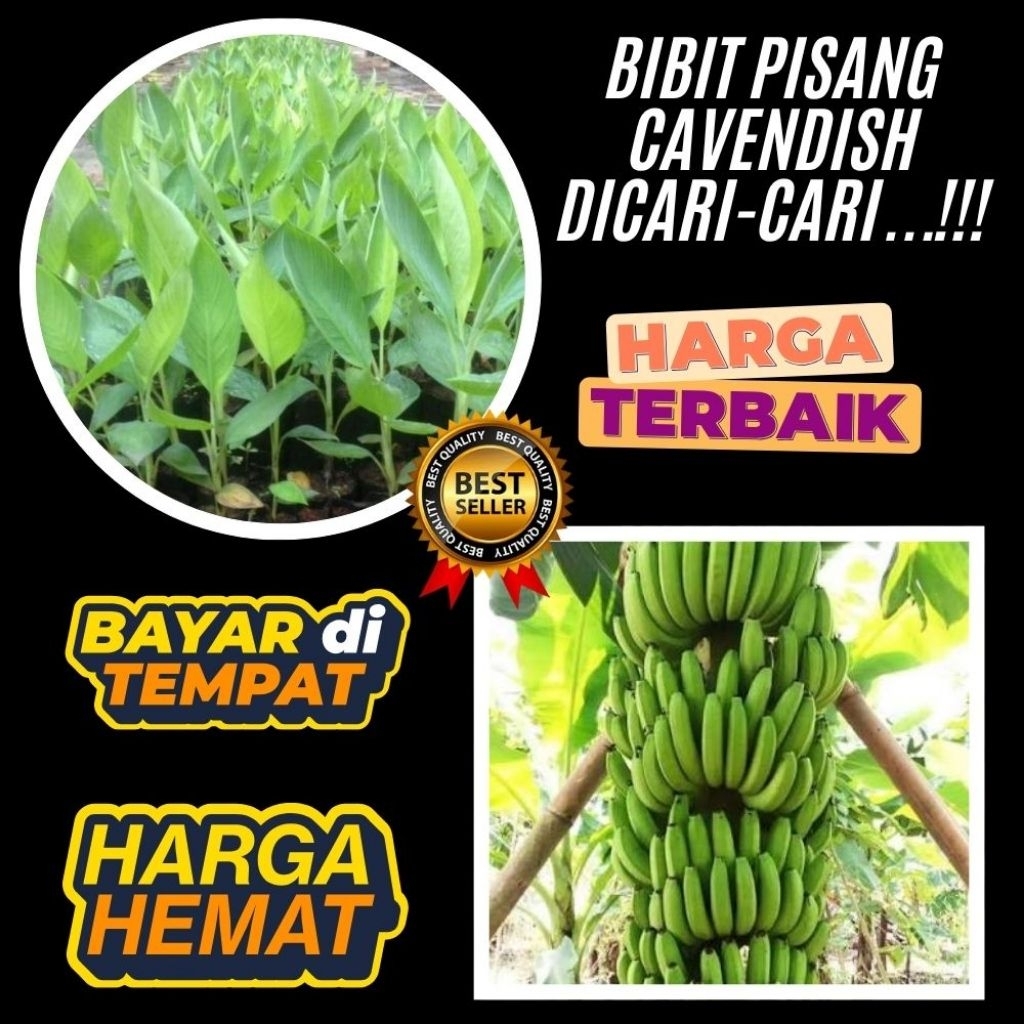 STOK TERBATAS  Benih Pisang Cavendish Mini Benih Pisang Cavendish Pendek Benih Pisang Cavendish Supe