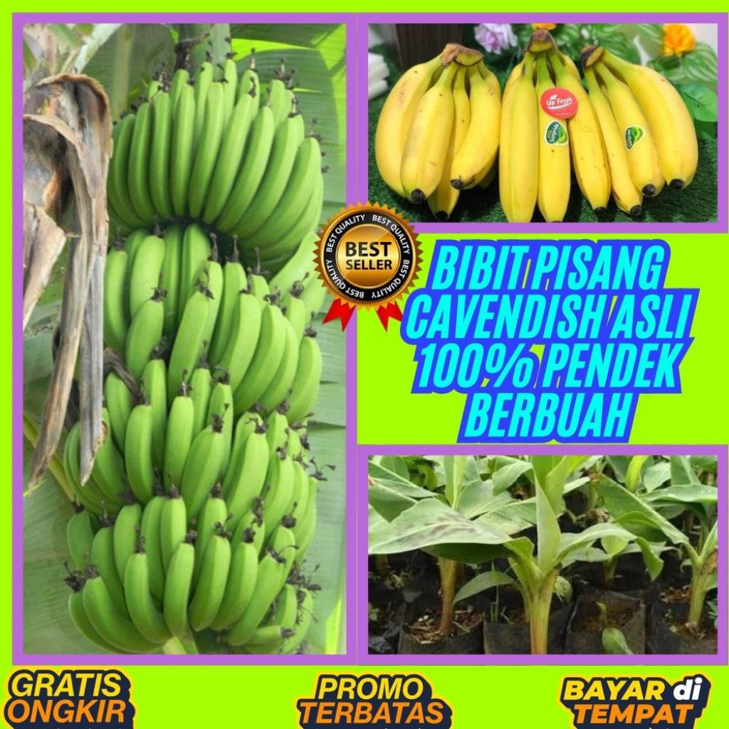 PROMO !! Tanaman Pisang Cavendish Super Tanaman Pisang Cavendish Sunpride