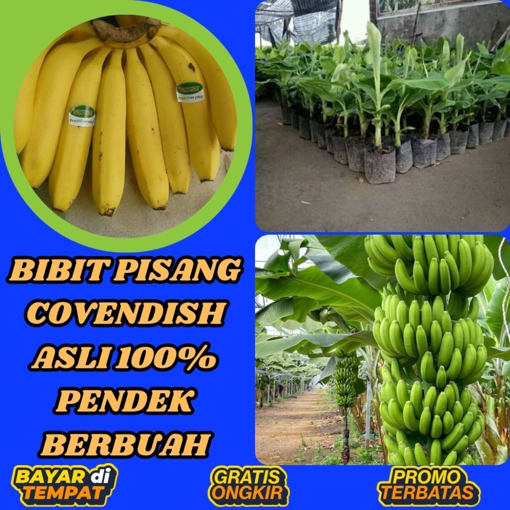 TERBUKTI ASLI  Benih Pisang Cavendish Super  Benih Pisang Cavendish Yang Bagus