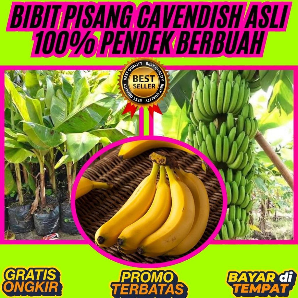 HARGA TERJANGKAU  Bibit Pisang Cavendish Mw1 Bibit Pisang Cavendish Pendek  Bibit Pisang Cavendish S