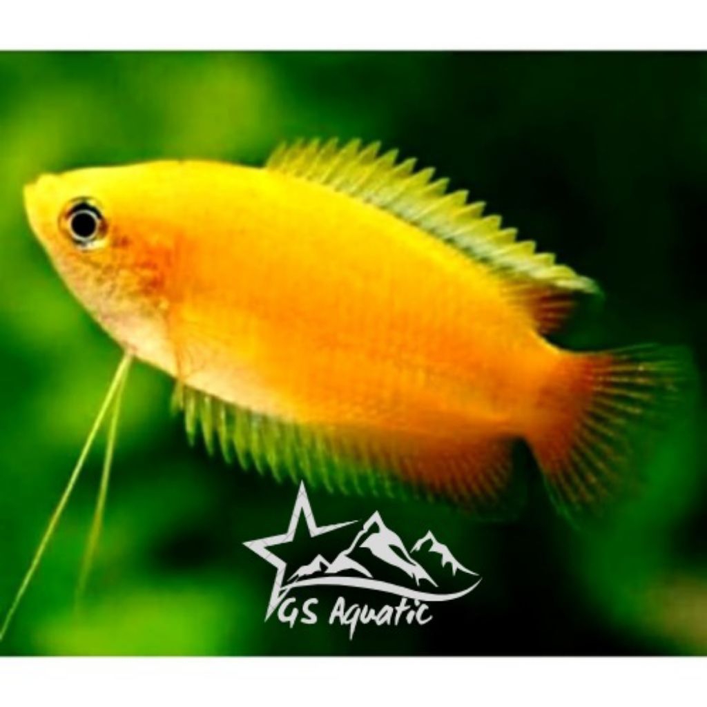 Hiasan Aquarium Sepat Madu / Honey Gourami / Ikan Hias Air Tawar / Ikan Hias Aquascape