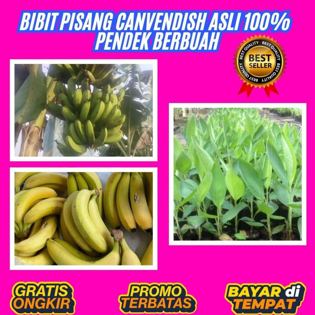PROMO  Tanaman Pisang Cavendish Super Tanaman Pisang Cavendish Sunpride Tanaman Pisang Cavendish Yan