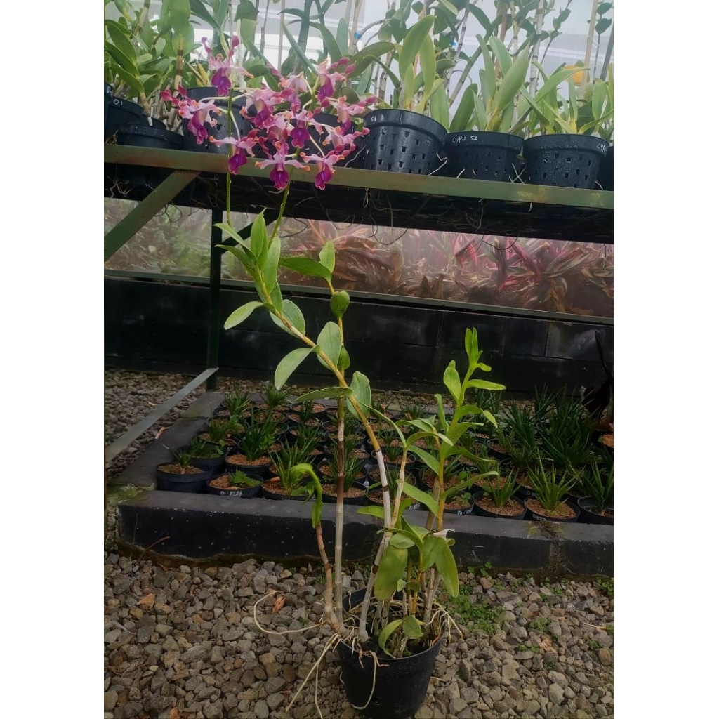 Anggrek Dendrobium Keriting