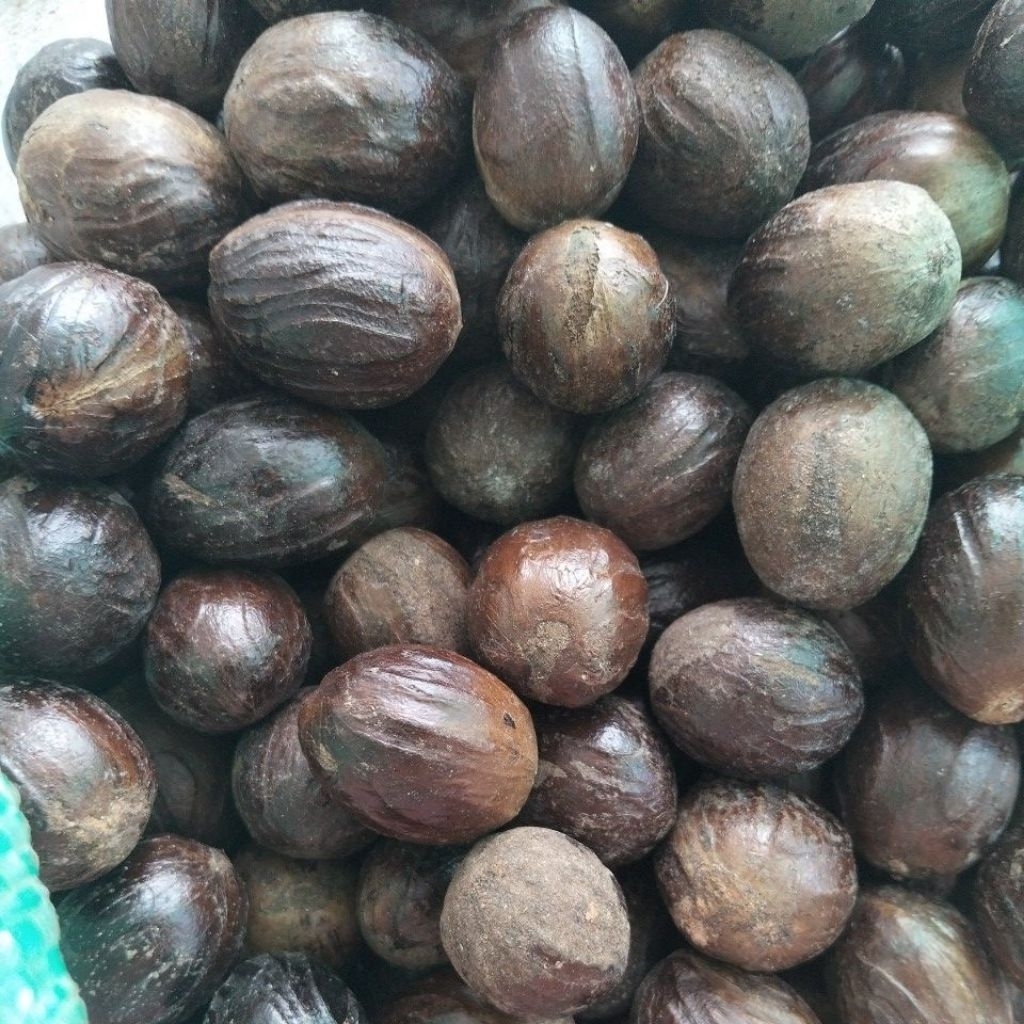 PALA BULAT KOCAK 1 Kg