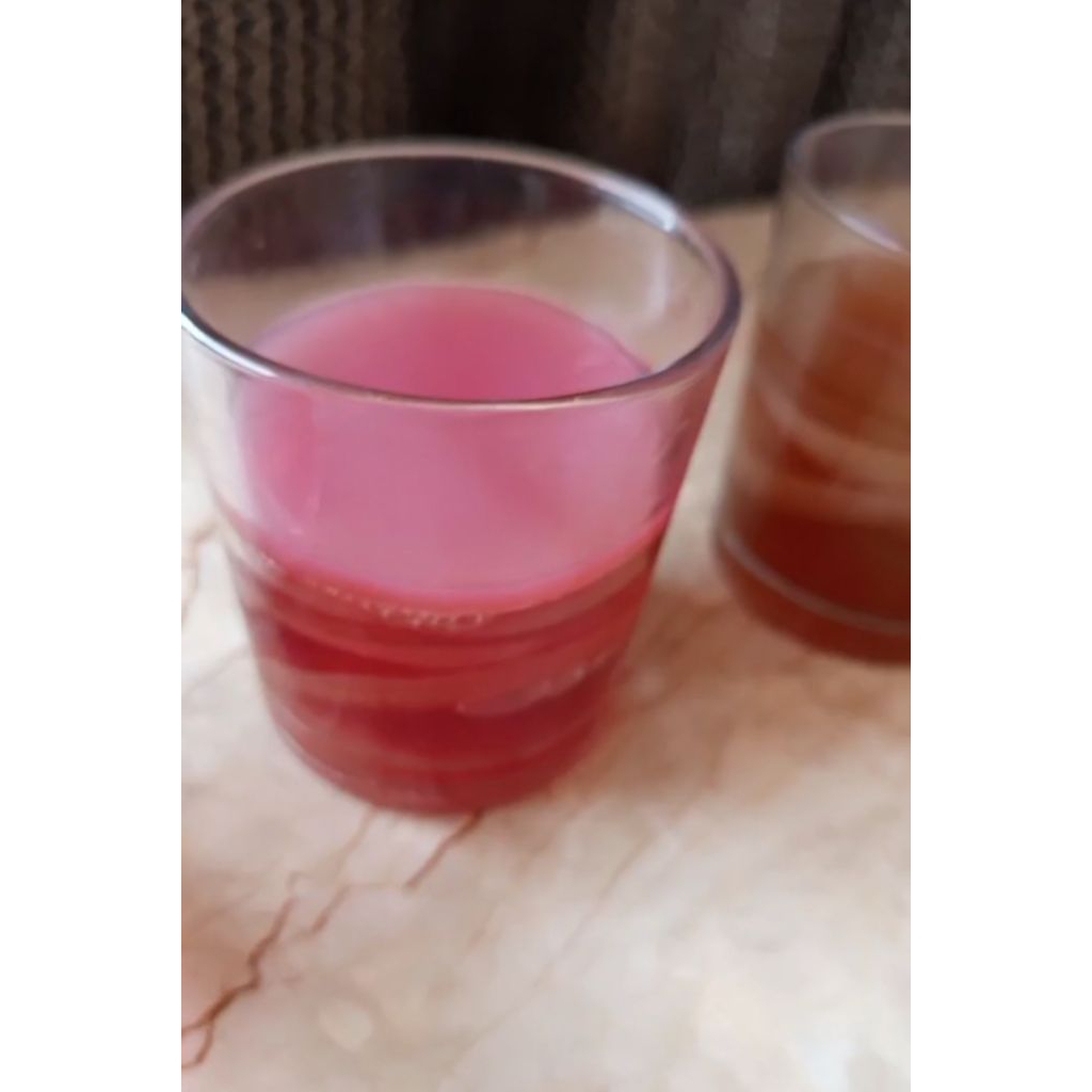 Bibit Jamur Scoby Kombucha