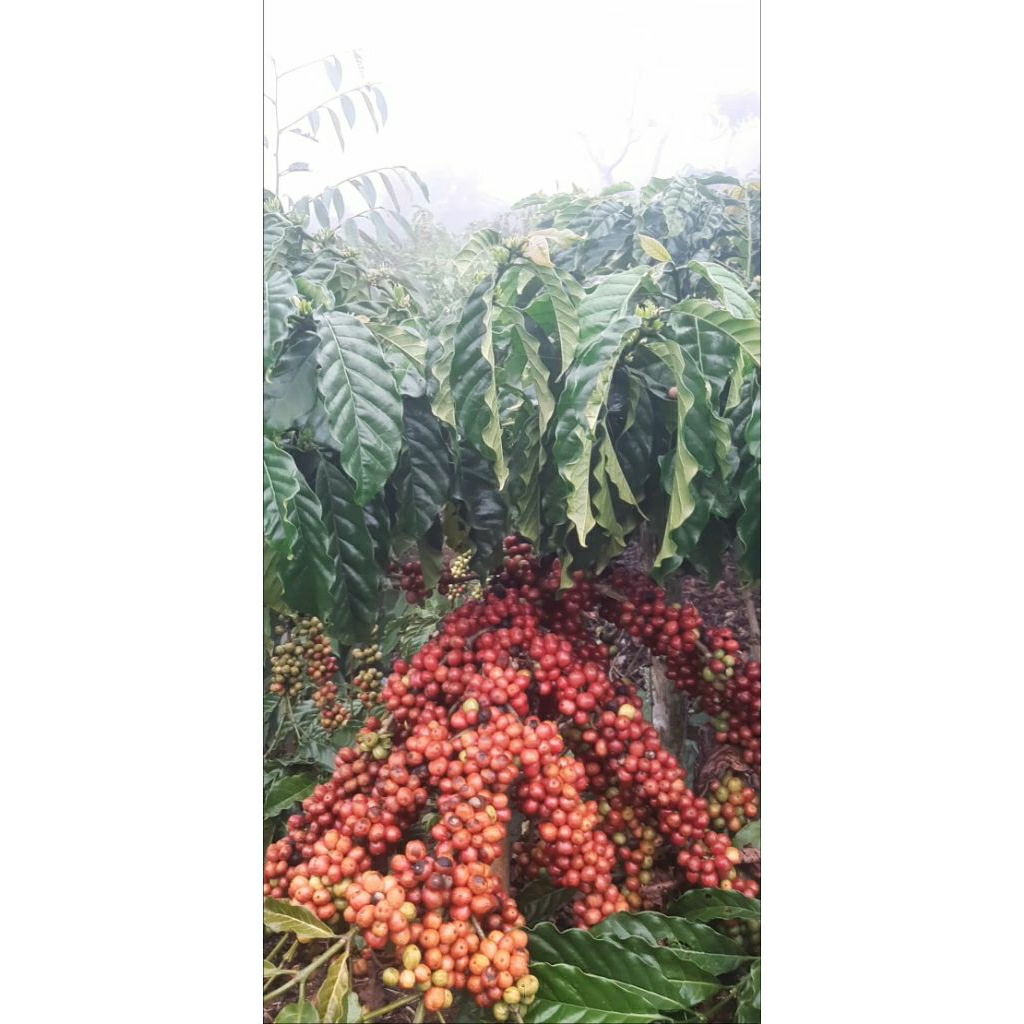 Kopi Arsyad 10 tunas raja
