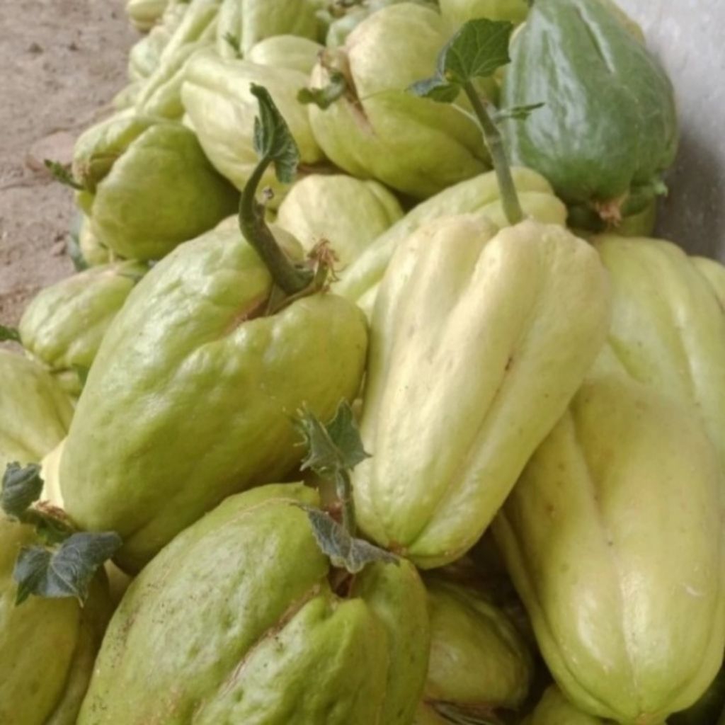 Bibit sayuran waluh Siem segar