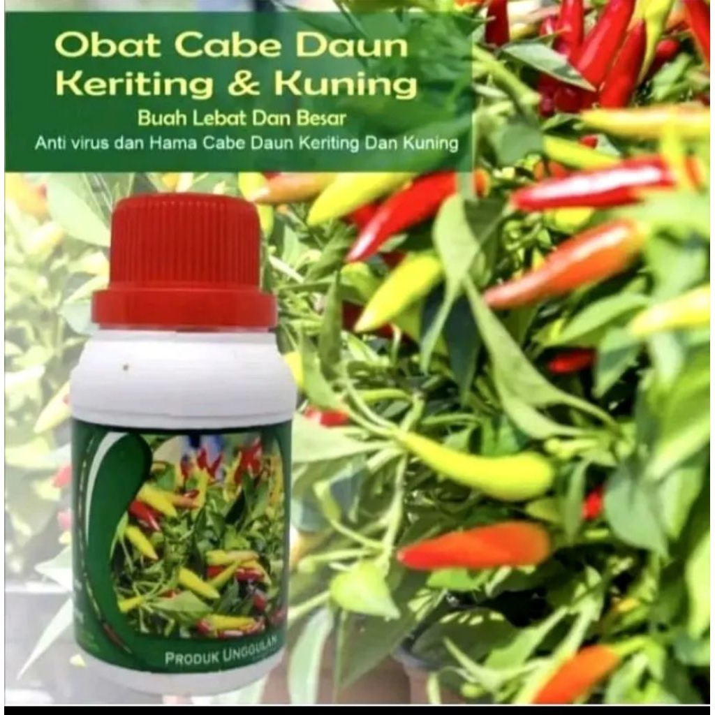 Pupuk Pelebat Cabe, Perangsang Cabe Cepat Berbuah Lebat Atasi Daun Keriting