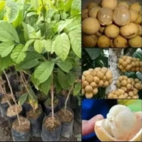 bibit buah dukuh Palembang manis