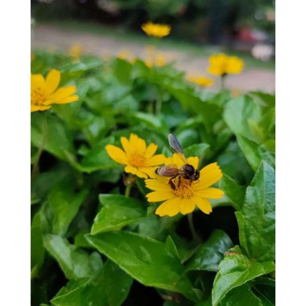 Jual tanaman hias wedelia (Bunga seruni) wedelia/3tangkai buat halaman rumah