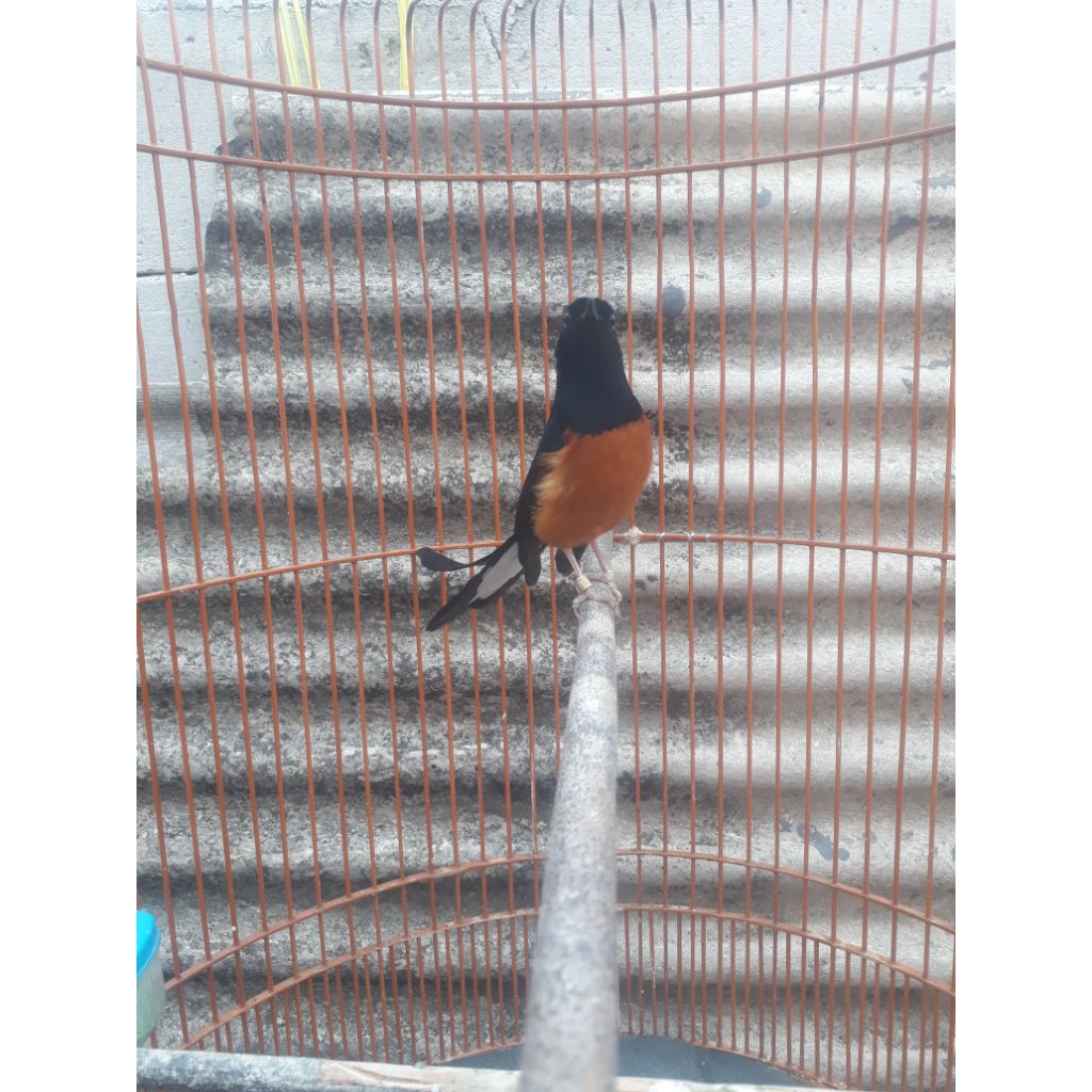 muray prestasi gacoran