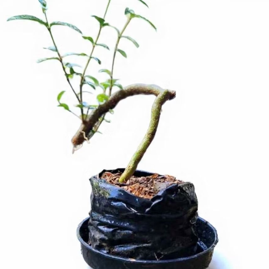 Bahan Bonsai Anting Putri Akar | Bahan Bonsai Anting Putri Siap Bentuk | Bonsai Anting Putri Cabang 