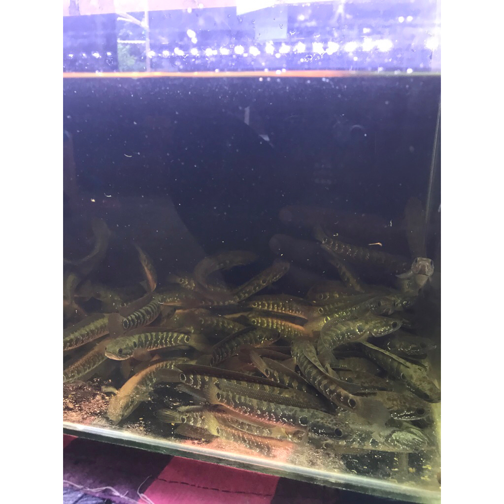 Stiker asiatica Ws 8-10cm