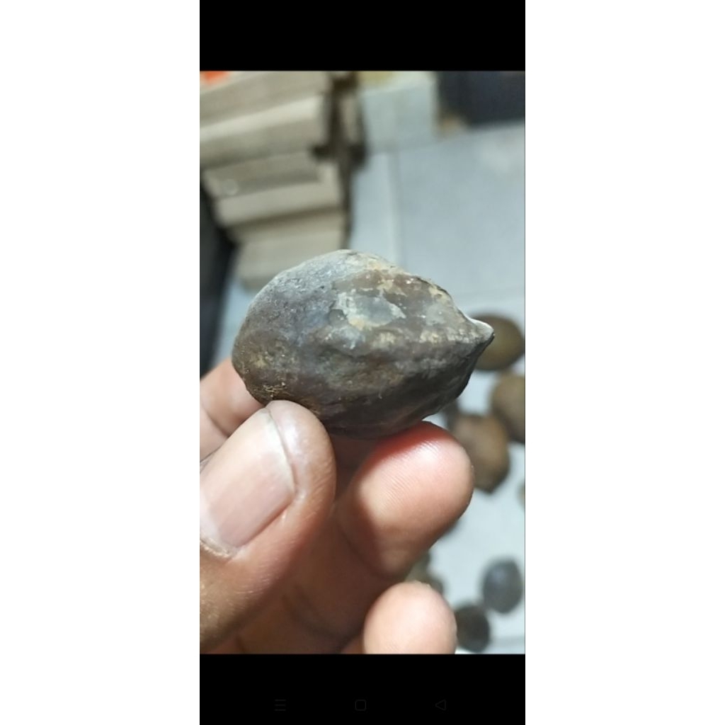 muncang aduan Jawa mantili Bagio ori