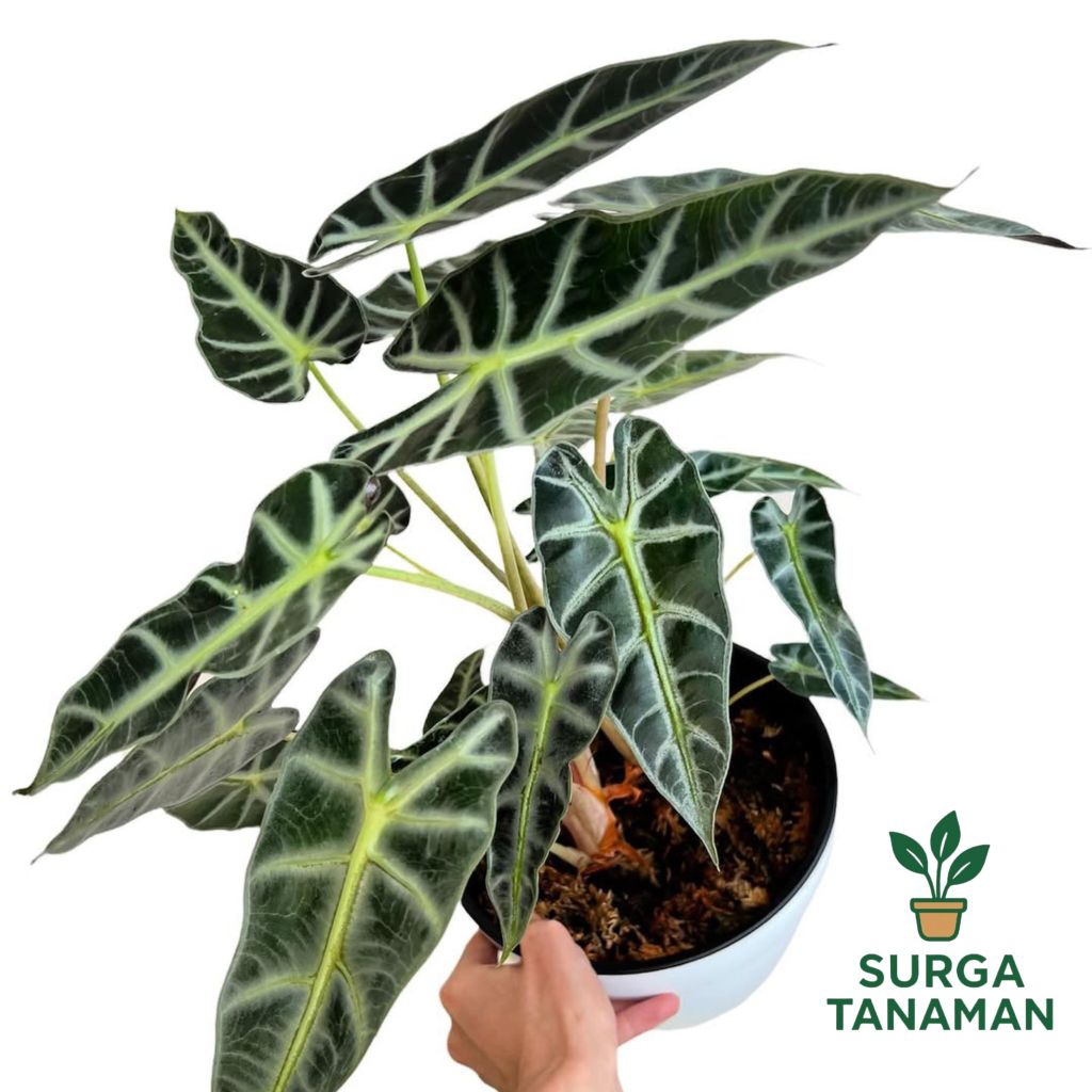 Tanaman hias indoor alocasia bambino - tanaman hias alocasia bambino