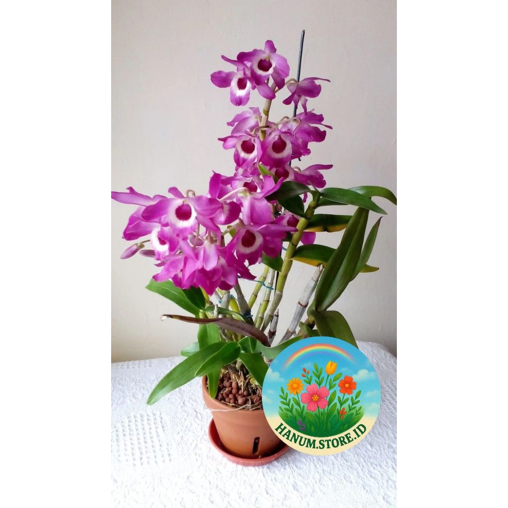 ANGGREK DENDROBIUM NOBILE IMPORT DEWASA SIAP SPIKE/KNOP