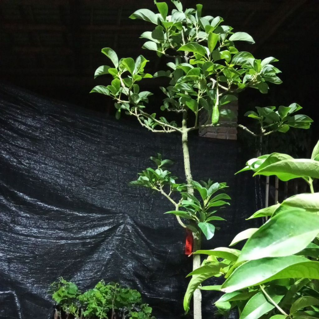 bibit alpukat kedlud sudah berbuah