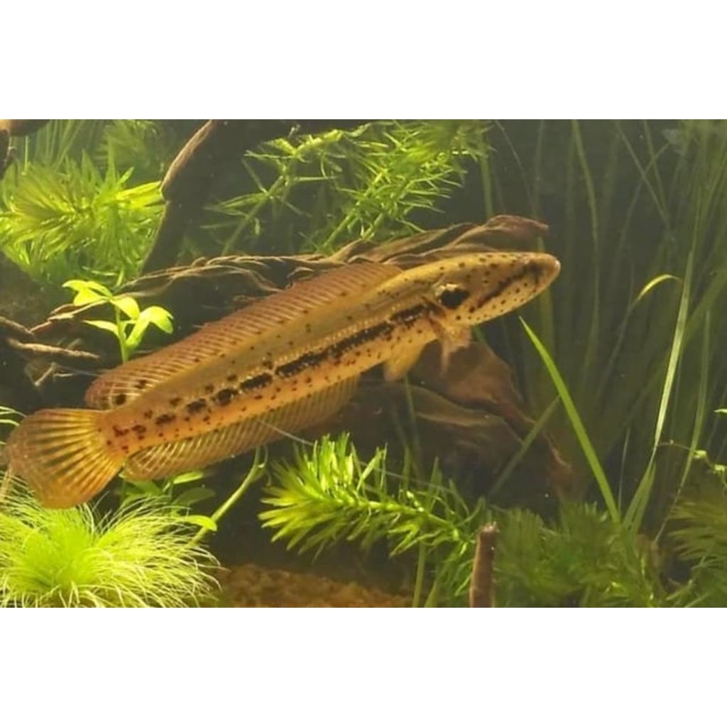 Hiasan_Aquarium_Bangkanensis_C