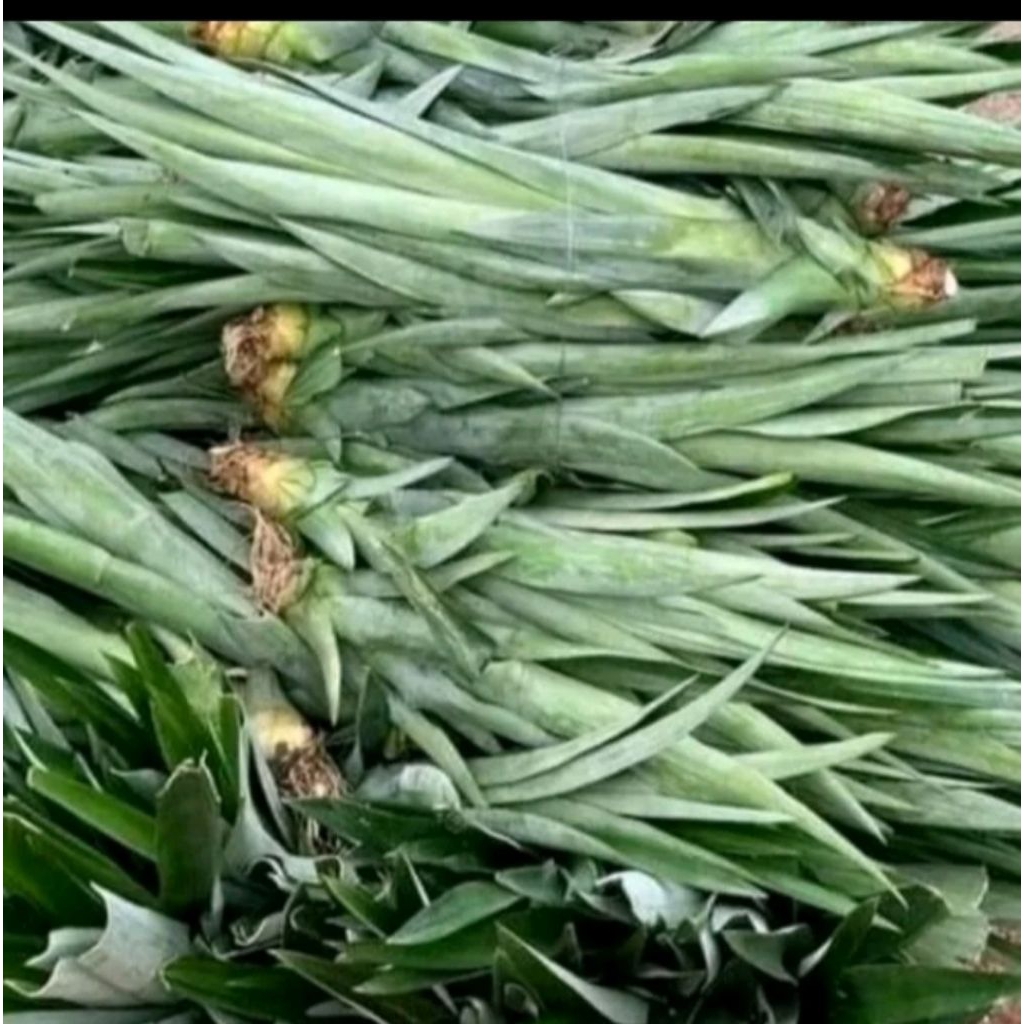 bibit nanas madu jumbo asli tanpa duri