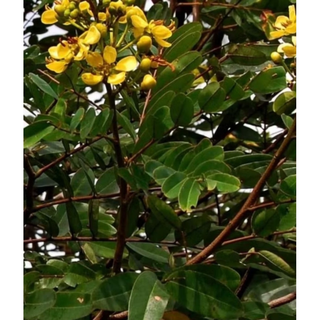 Biji / Benih Johar Kwalitas Super 1kg