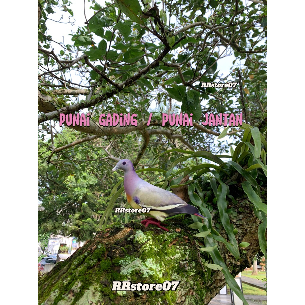 PATUNG BURUNG PUNAI GADING PIKAT PUNAI JANTAN