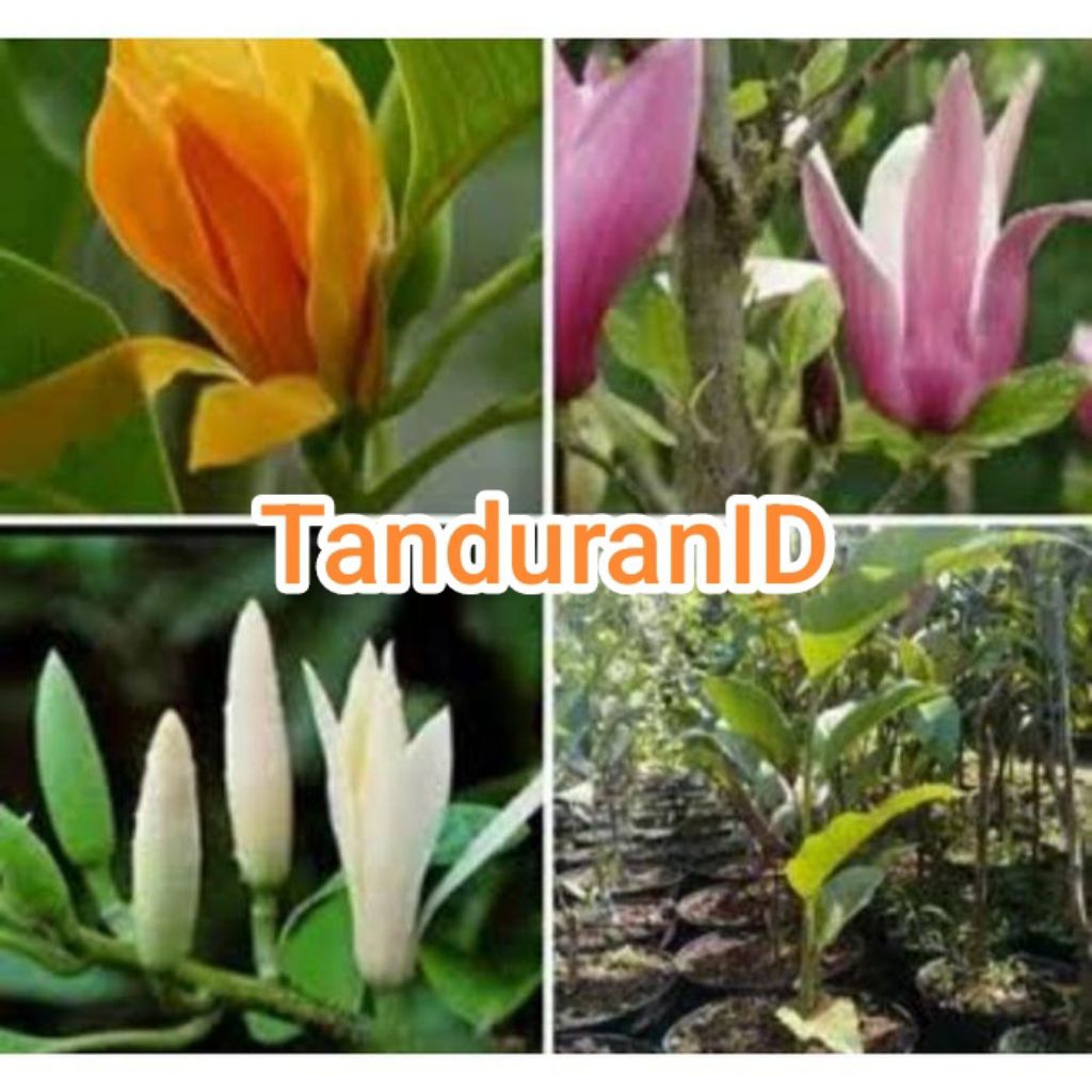 Bibit Bunga kantil satuan ada kuning - putih - merah - ungu