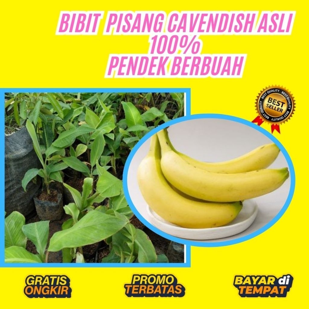 ASLI  Pohon Pisang Cavendish Mini  Pohon Pisang Cavendish Pendek