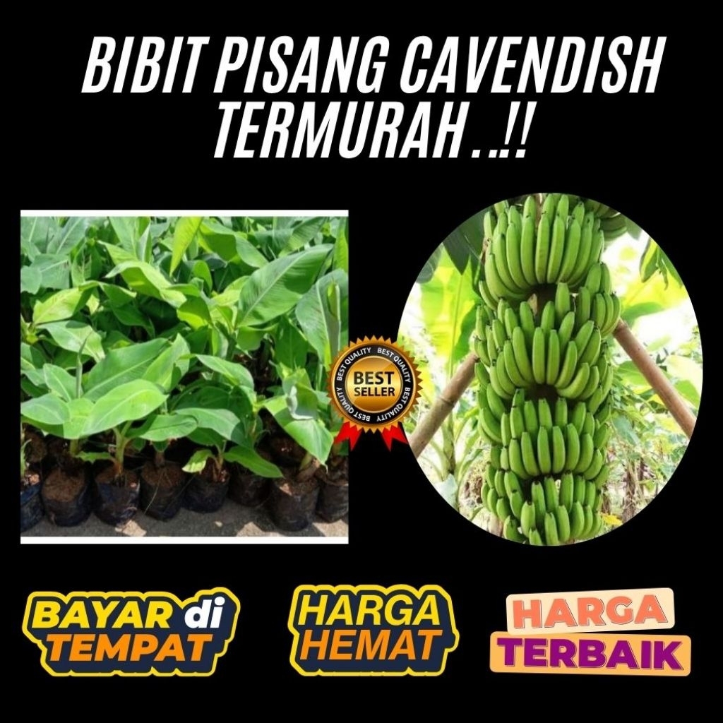 STOK TERBATAS  Bibit Pisang Cavendish Cj40  Bibit Pisang Cavendish Foto