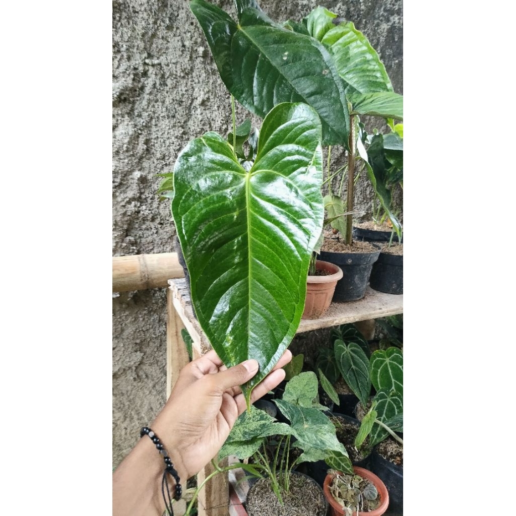 Tanaman Hias Anthurium Vicii