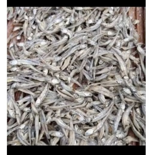 ikan tri/badar Sibolga