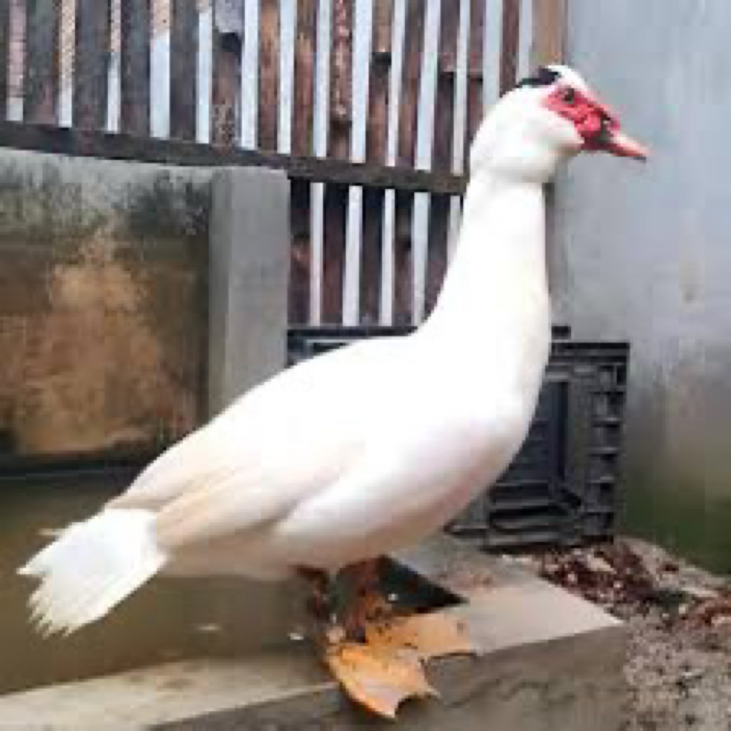 TELUR FERTIL MENTOK HIAS JUMBO UNTUK DI TETASKAN