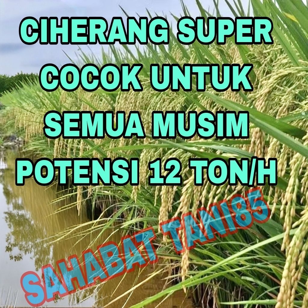 benih padi ciherang super genjah 5kg