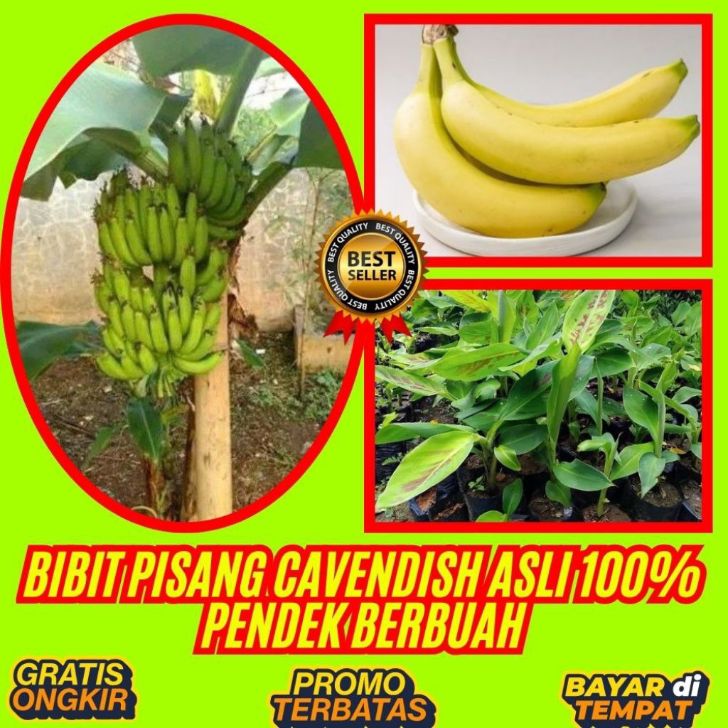 BIBIT BERKUALITAS  Benih Pisang Cavendish Pendek Benih Pisang Cavendish Super  Benih Pisang Cavendis