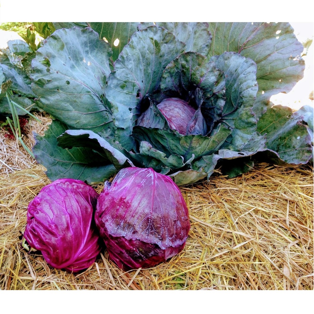 PREMIUM - Bibit Kubis Ungu