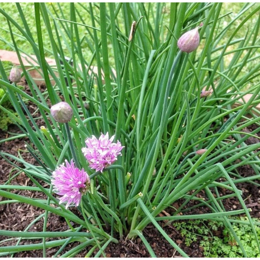 PLB Benih Bibit Tanaman Sayuran Daun Kucai Unggul Berkualitas