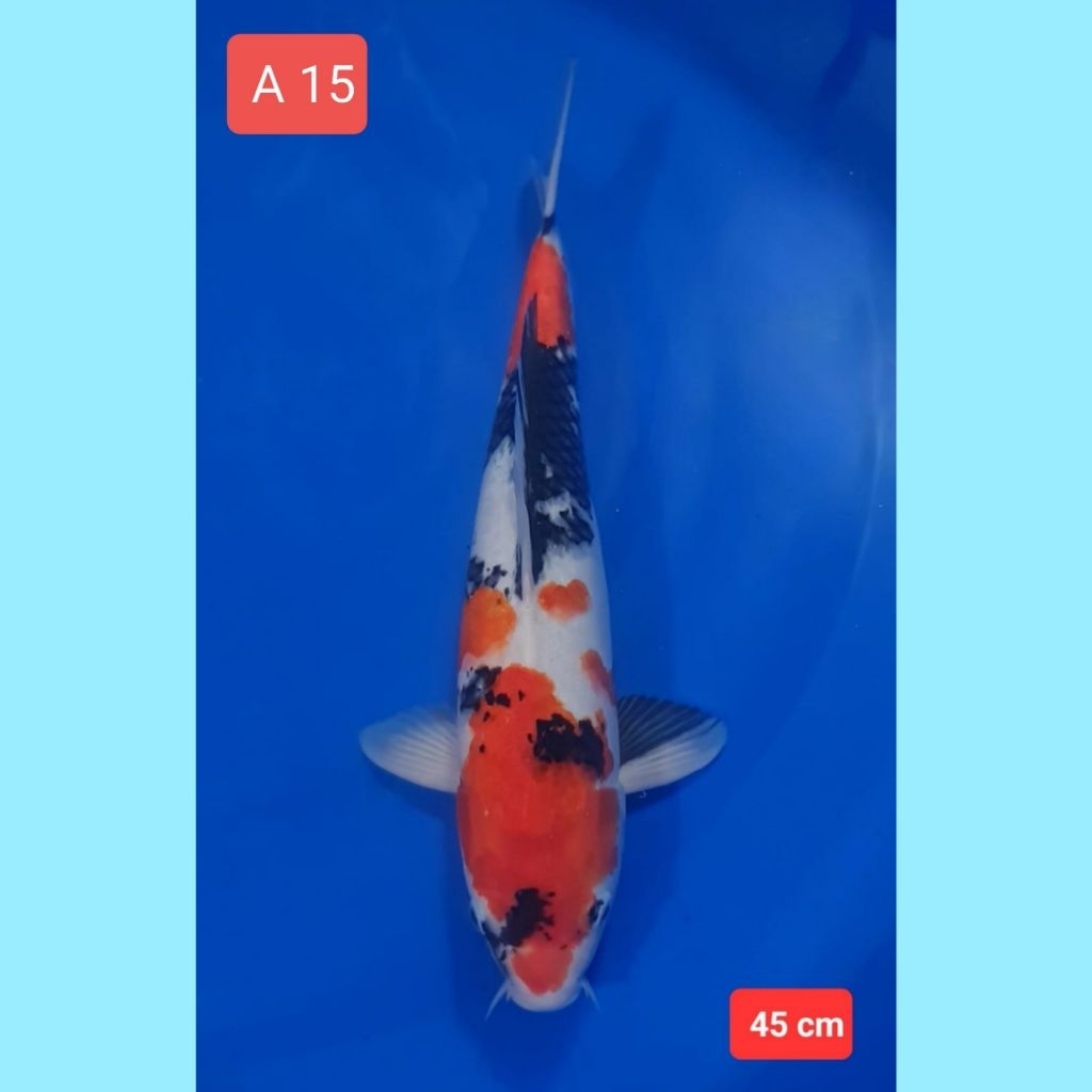ikan koi premium showa sanke kohaku kolam A ketiga
