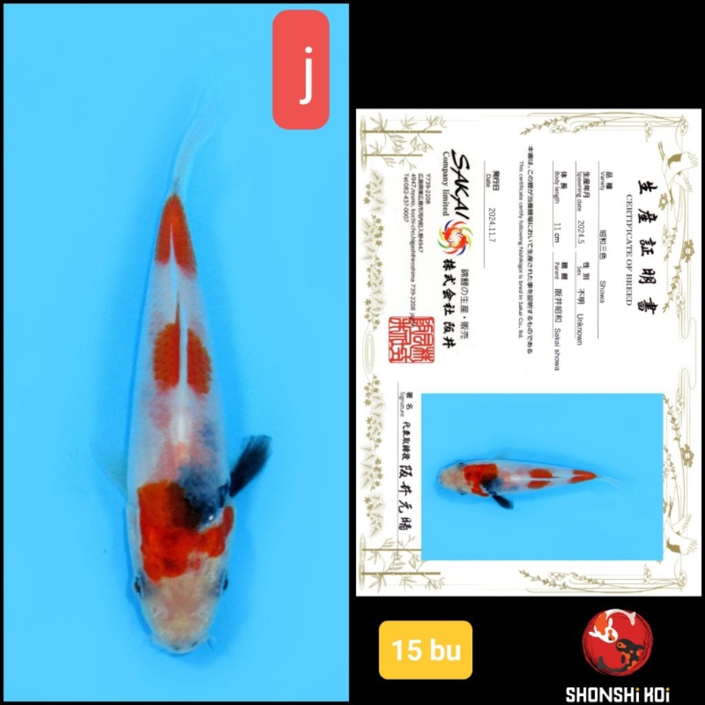 ikan koi import premium showa shiro kolam v kedua