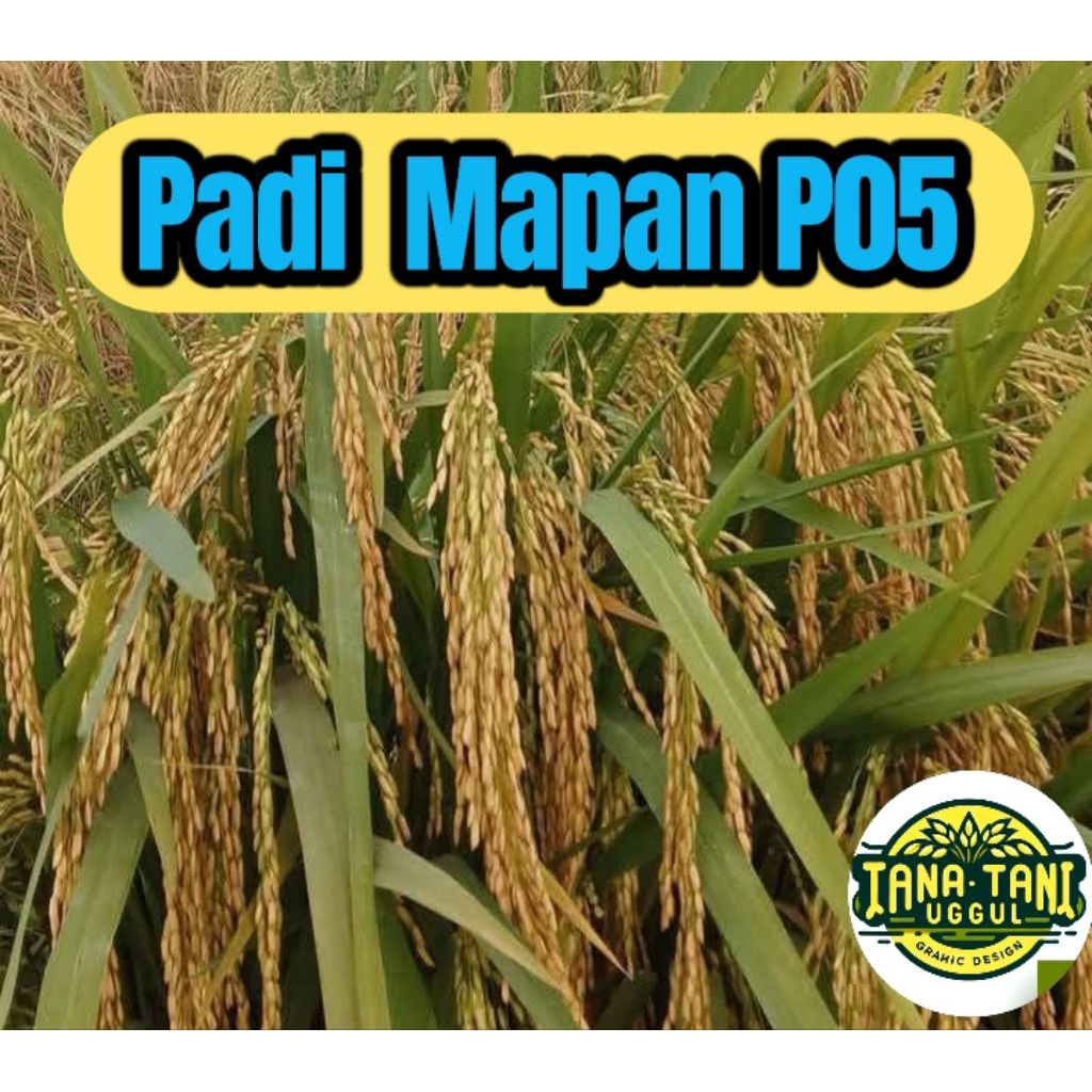 BENIH PADI SUPER MAPAN P05 BERKUALITAS KEMASAN 5KG