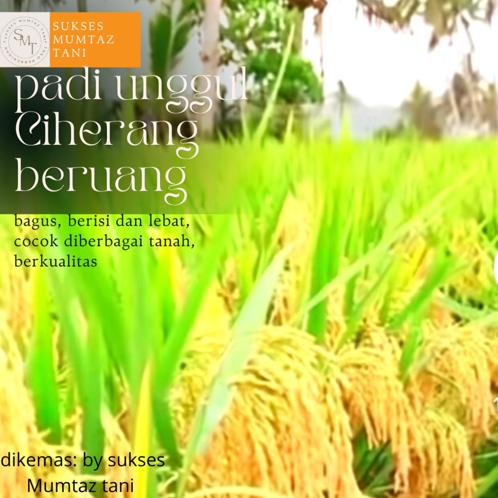 padi unggul CIHERANG BERUANG 1kg